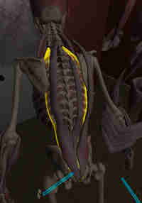 Human Anatomy Puzzle