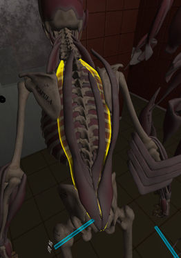 Human Anatomy Puzzle