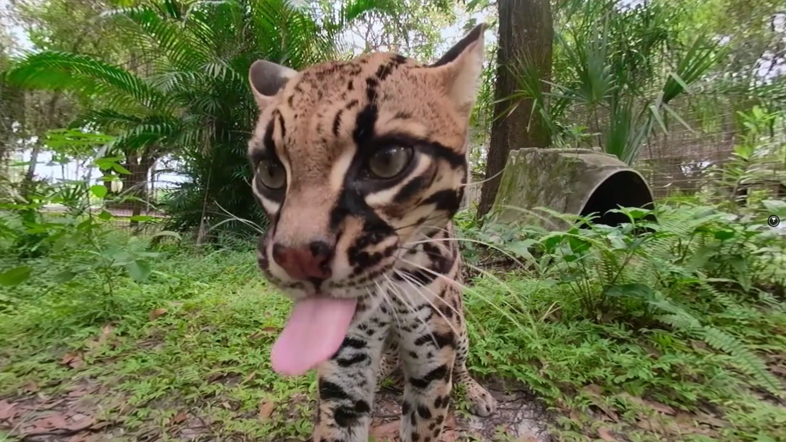 VeeR: Premium Immersive Entertainment